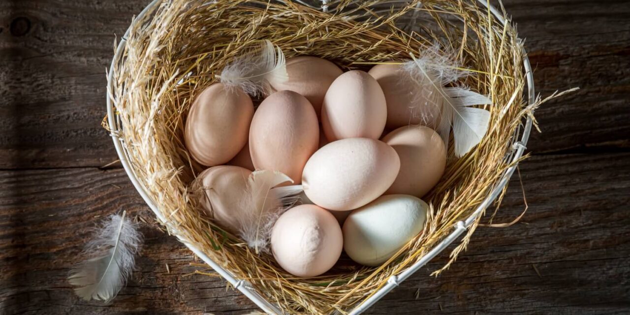 계란의 영양부터 건강 이점, 레시피, 그리고 계란 알레르기까지